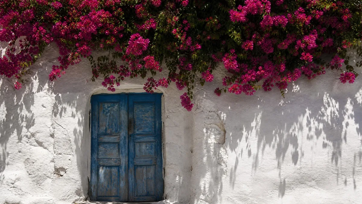 A weathered blue-painted wooden door in a whitewashed wall with pink bougainvillea above, bright sun