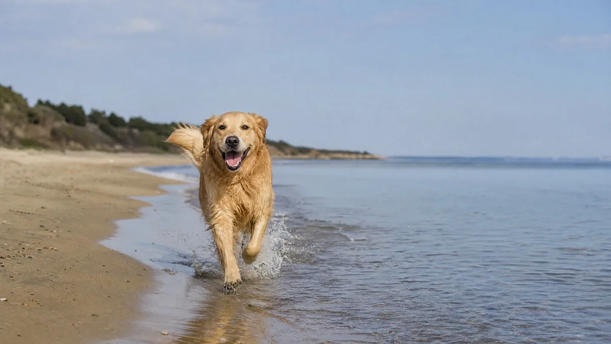 A happy golden retriever running along the edge of a calm beach, splashing in shallow water