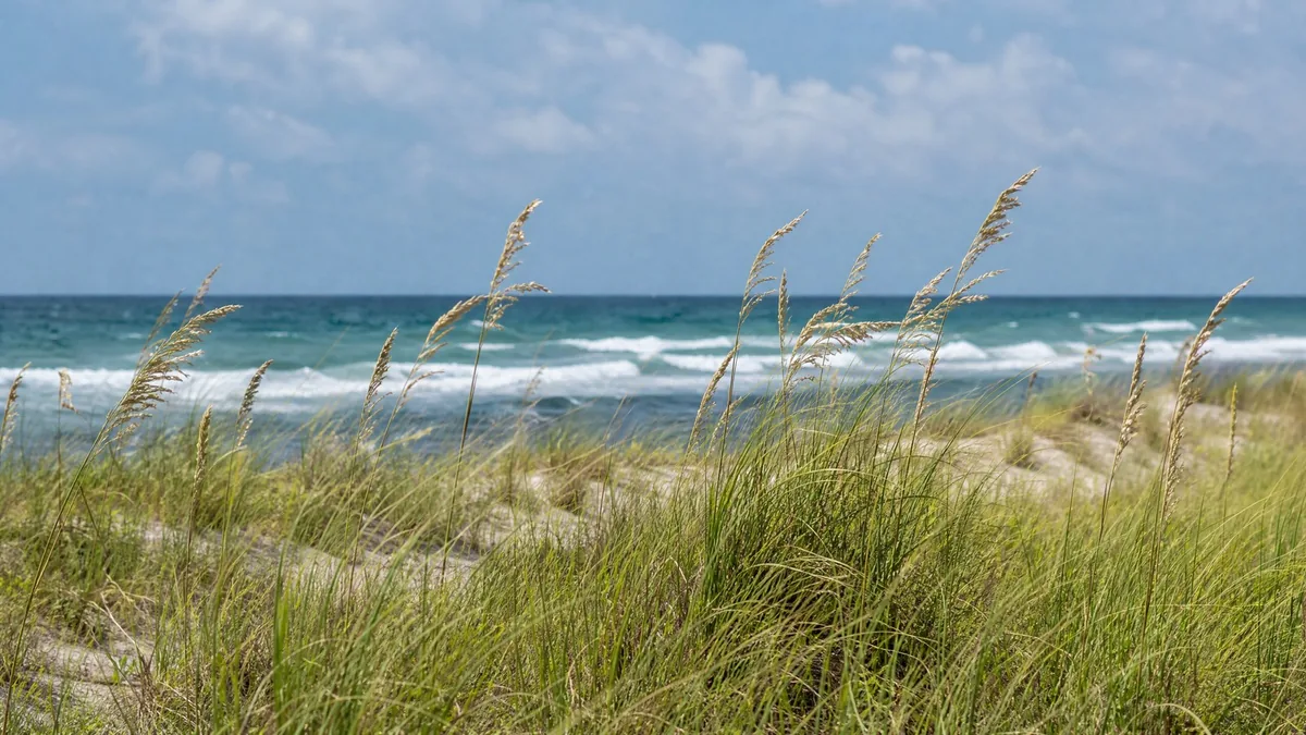 Sea oats and dune grass on a sandy dune with a blue sea behind, breezy summer day