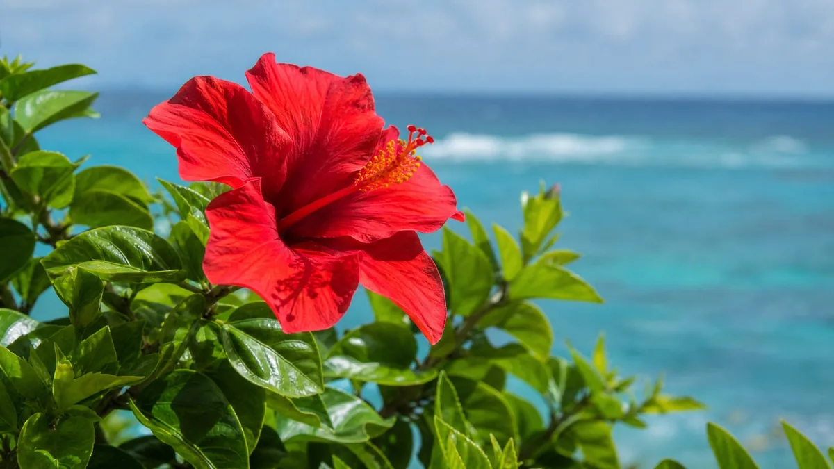 A red hibiscus flower in close-up with glossy green leaves, sea blurred behind