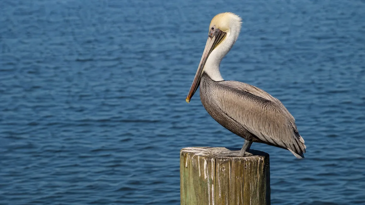 A brown pelican perched on a weathered wooden dock piling, calm blue water behind