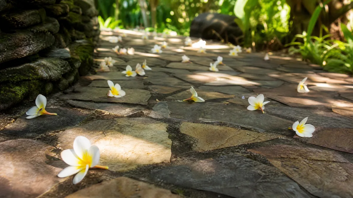 White and yellow plumeria blossoms fallen on a stone path, soft morning light