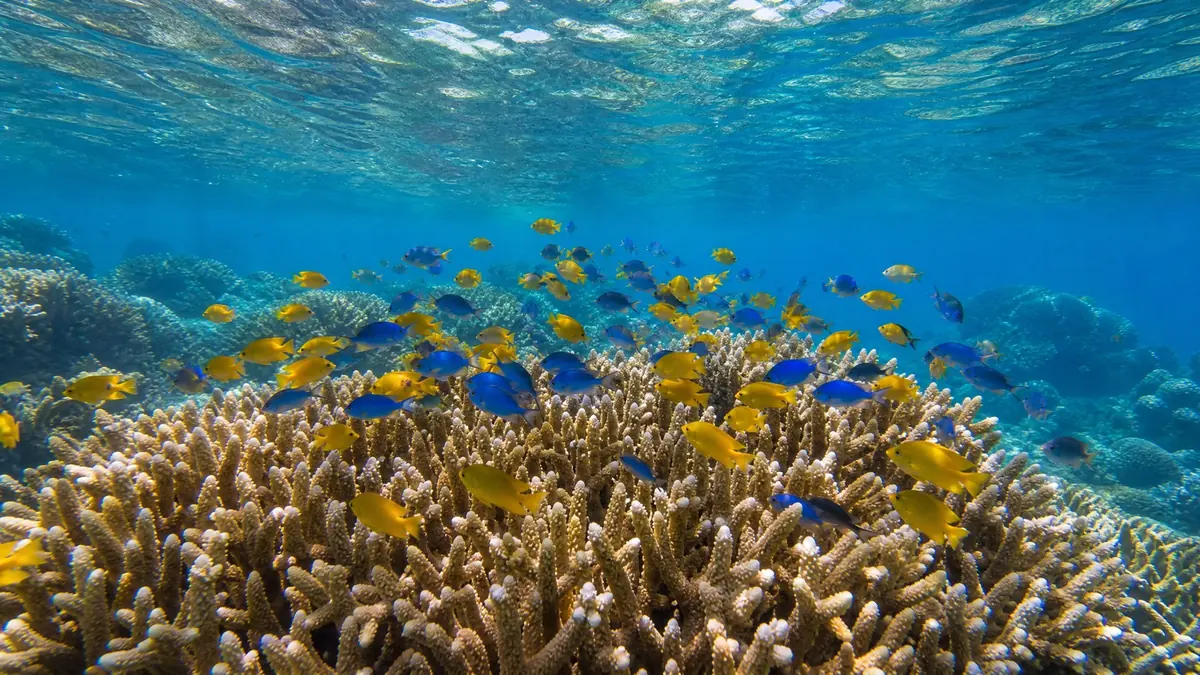 A school of yellow and blue reef fish over branching coral in shallow sunlit water