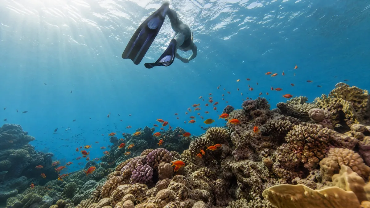 Underwater view of a snorkeler's fins and mask above a coral reef with small tropical fish, sunlight rays through clear blue water