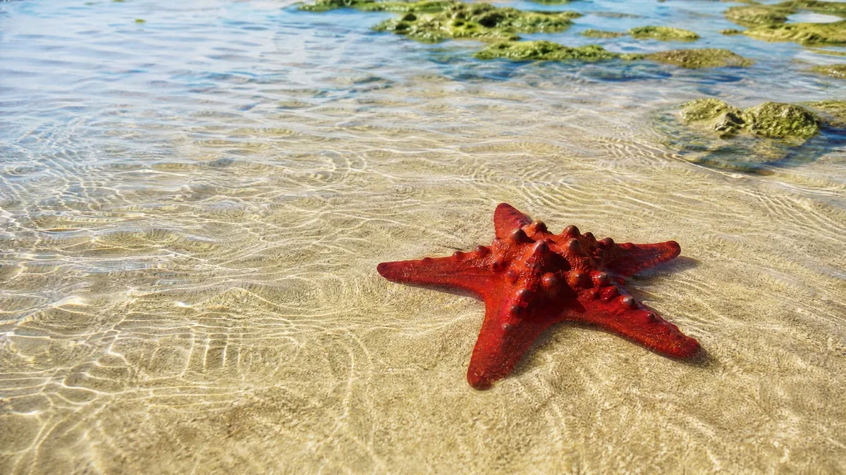 A red cushion starfish in shallow clear water over rippled sand
