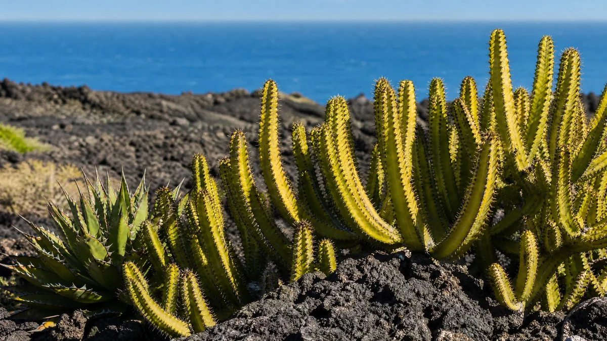 Spiky succulents and euphorbia growing from dark volcanic rock in strong sunshine
