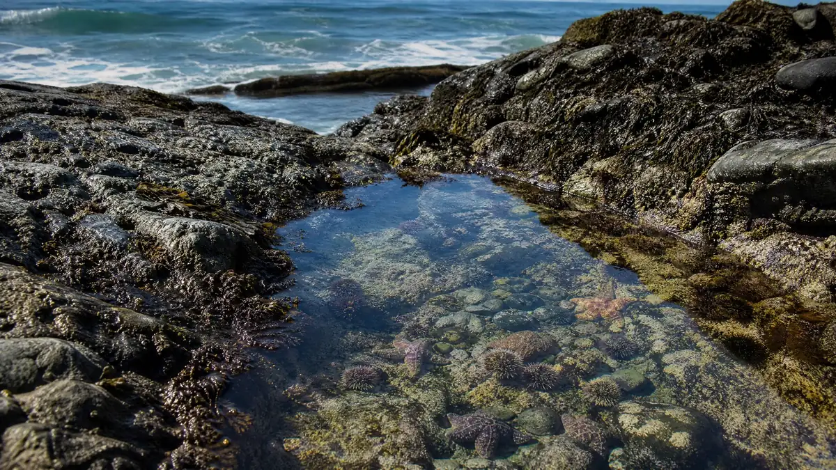 A clear rocky tide pool with small sea stars and urchins, the ocean beyond