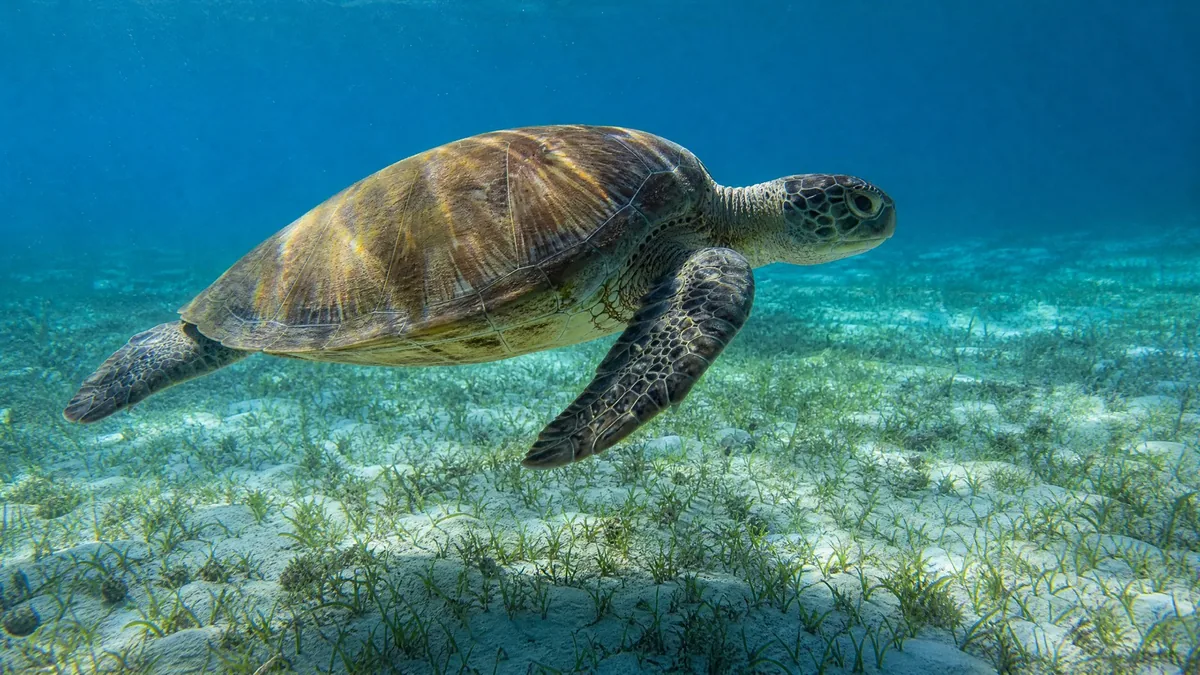 A green sea turtle swimming over a sandy seabed and seagrass in clear blue water, sunlight dappling the sand