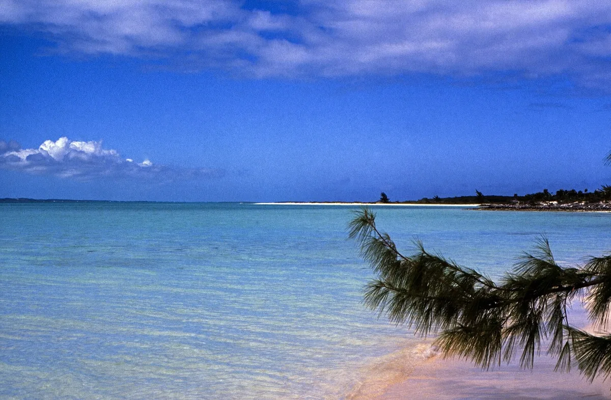 Turquoise shallows off Stocking Island in the Exumas, framed by a casuarina branch